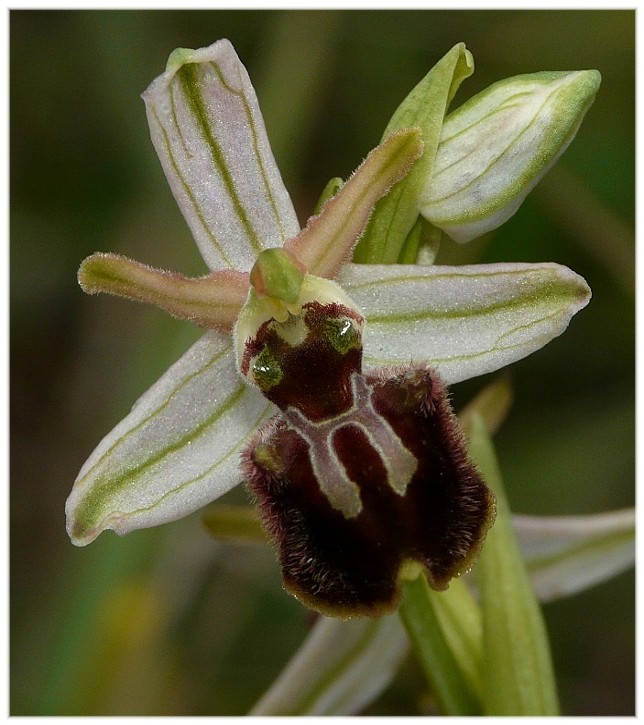 Ophrys exaltata?